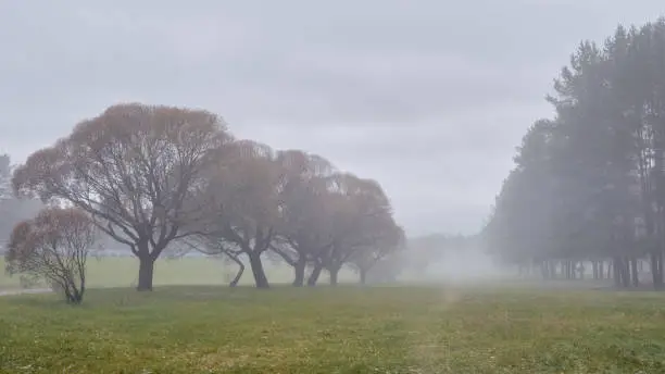 Trees stand in a row in the fog in a public park.