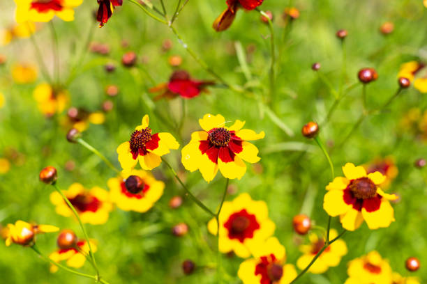 istock Bright summer flowers on a green background. Beautiful floral background 1890425405
