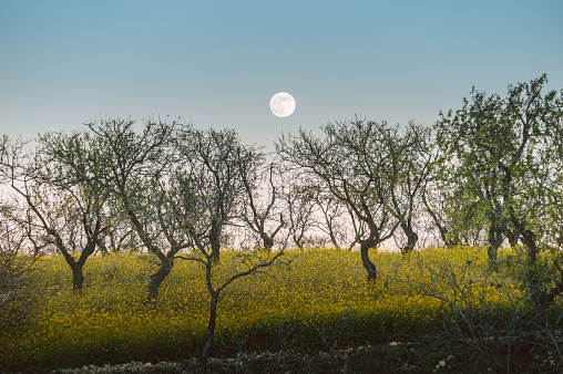 An agricultural field with almond trees and canola flowers at dusk under a full moon