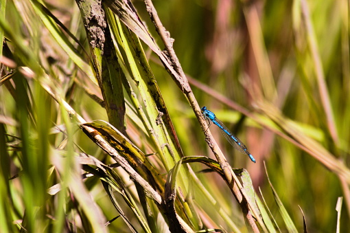 Blue Damsel Fly on plant stalk, Zygoptera