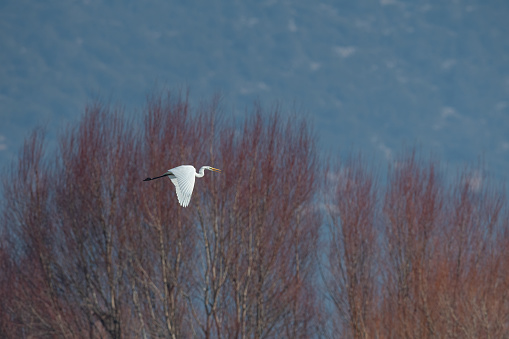 Great Egret, Ardea alba, flying at Lake Avlan in Turkey.