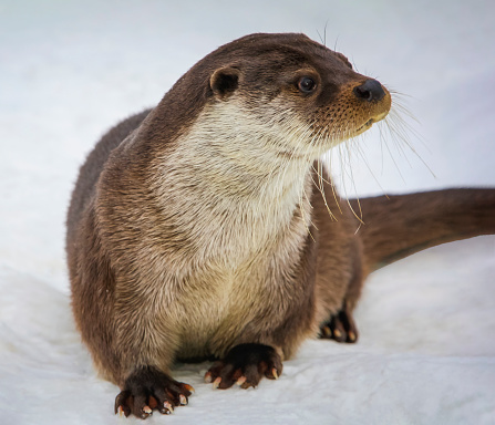 European river otter is semi-aquatic predatory mammal from the family of martens on snow-covered ice of the river. Portrait of male river otter sitting in the snow in winter.