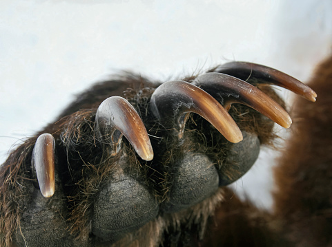Long sharp claws of brown bear on the right front paw. Paw of predatory grizzly bear with dangerous dagger claws.