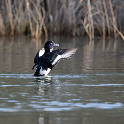Daytime rear/side view close-up of a single male tufted duck (Aythya Fuligula) in a pond rising up from the water with flapping, spread wings in order to dry them