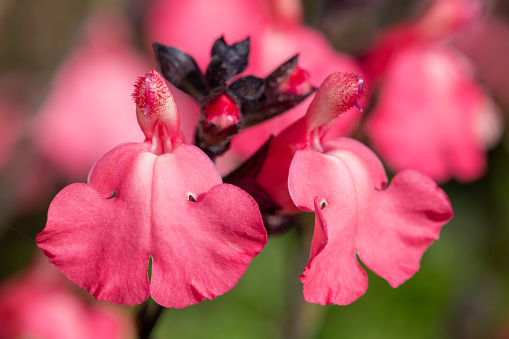 Macro shot of pink salvia flowers in bloom