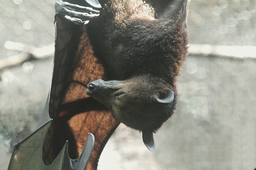 a big bat was sleeping hanging on the roof