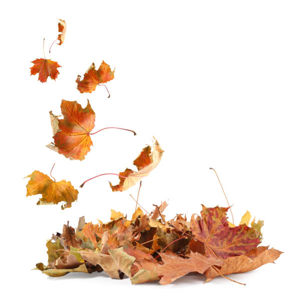 istock Dry autumn leaves falling into pile on white background 1890490042