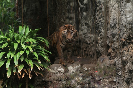 Tiger who prepares to attack me..but I\\'m still alive ;-)Taken 2006