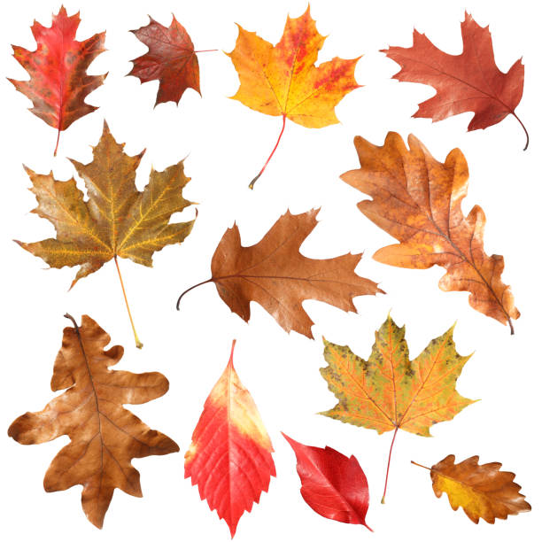 istock Many different bright autumn leaves isolated on white 1890490052