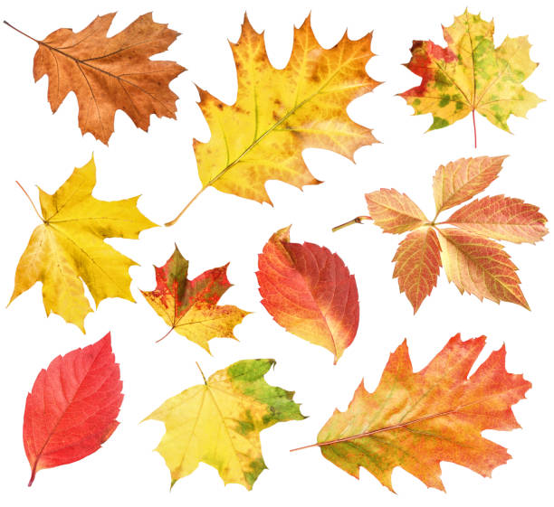 istock Many different bright autumn leaves isolated on white 1890490556