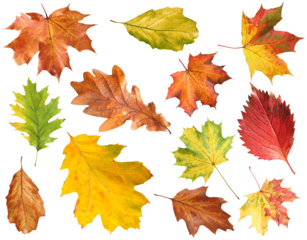 istock Many different bright autumn leaves isolated on white 1890490557