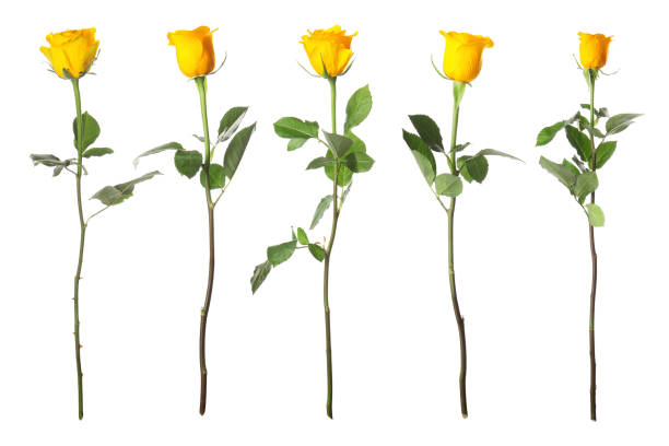 istock Many beautiful yellow roses isolated on white 1890491084