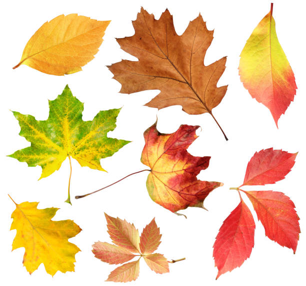 istock Many different bright autumn leaves isolated on white 1890491087
