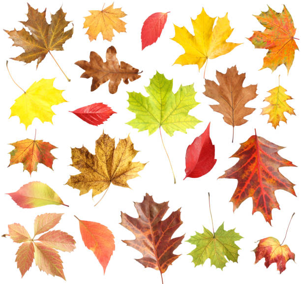 istock Many different bright autumn leaves isolated on white 1890491090