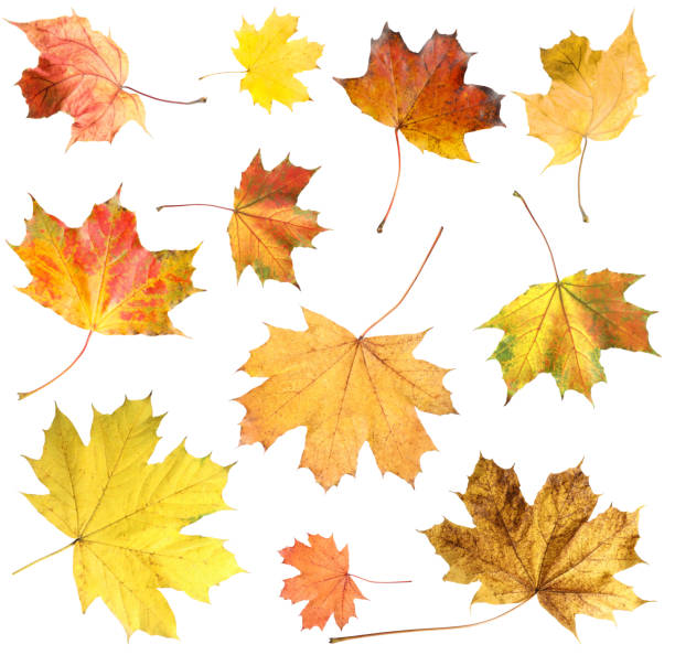 istock Many different bright maple leaves isolated on white 1890492124
