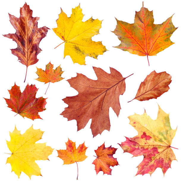 istock Many different bright autumn leaves isolated on white 1890492132