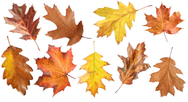 istock Many different bright autumn leaves isolated on white 1890492133