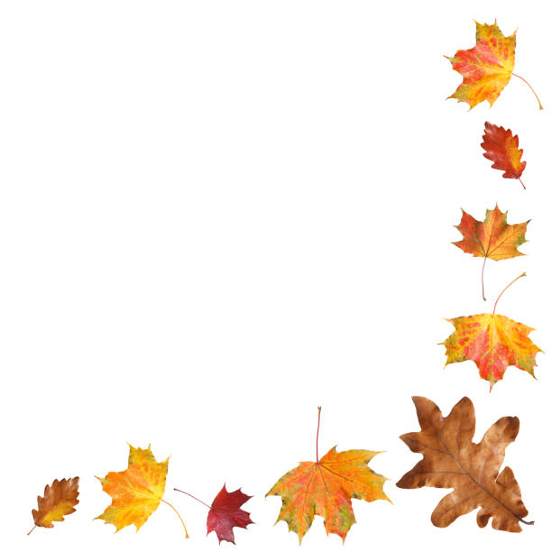 Many different bright autumn leaves isolated on white