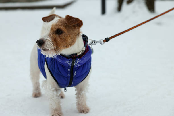 Point of view jack russell terrier walking with his family on the road
