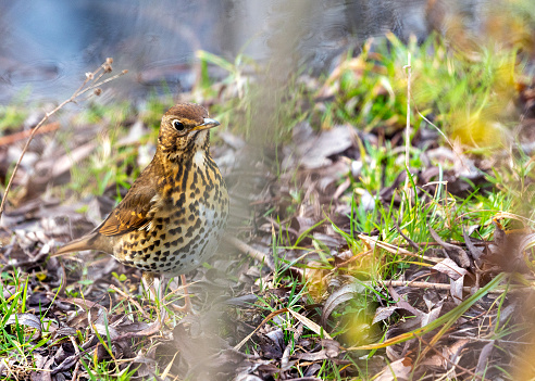 Enchanting Turdus philomelos, the Song Thrush, brings woodland melodies to life. Its speckled plumage and melodious tunes embody the essence of nature's harmony.