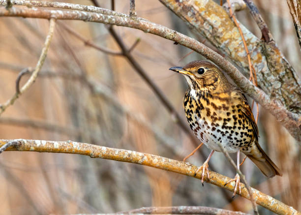 istock Song Thrush (Turdus philomelos) Outdoors 1890493678