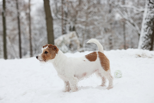 Cute Jack Russell Terrier on snow in park