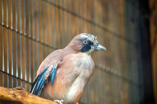 Eurasian jay bird