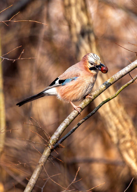 istock Eurasian Jay (Garrulus glandarius) Outdoors 1890497338
