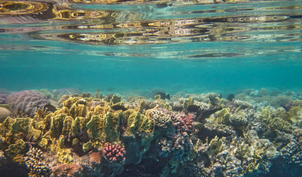 istock Beautifiul underwater panoramic view with tropical fish and coral reefs 1890501526