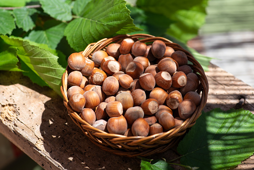 Wooden basket full of chestnuts in a forest with a background of moss and wood trunks