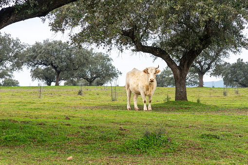 Sustainable Bovine Portrait: White Cow and Reforestation of Holm Oaks in the Dehesa.