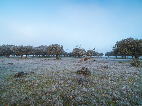 Frozen field at dawn