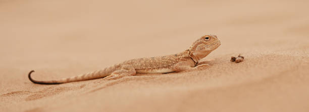 istock Toad-headed agama, Phrynocephalus mystaceus. Calm desert roundhead lizard on the sand in its natural environment. A living dragon of the desert Close up. incredible desert lizard 1890552224