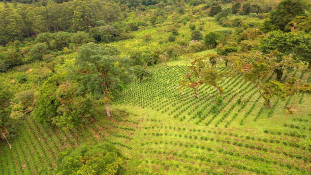 istock AERIAL: Coffee and tea plants on large plantation among lush green rainforest 1890562323