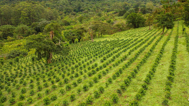 istock AERIAL: Remarkable view of incredibly aligned coffee plants on steep hilly field 1890562325