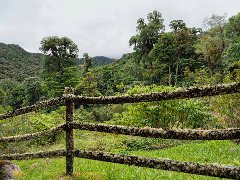 Tropical rainforest behind a wooden fence overgrown with moss on a cloudy day. Favorable humid climate for growth of rich variety of vegetation in pristine natural environment of Panamanian highlands.