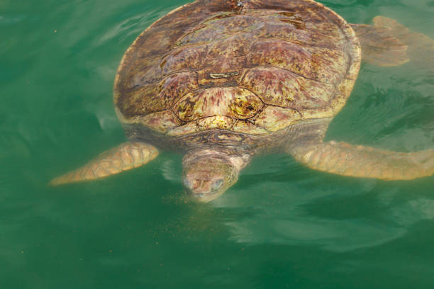 istock Green Sea turtles 1890566412