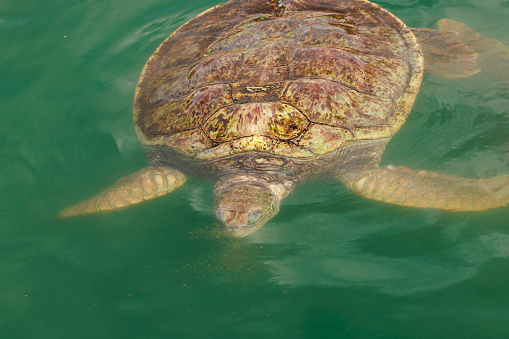 Green Sea Turtles swimming with view of shell
