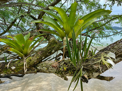 CLOSE UP: Tropical plants growing as epiphytes on an old branch of a host tree. Remarkable diversity of wild jungle flora in protected coastal areas of unspoiled Coiba National Park in exotic Panama.