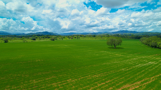 AERIAL: Incredibly beautiful vibrant green tropical countryside with large rice paddy and forested hills in the distance. Tall tree growing in the middle of a cultivated farm field for rice production