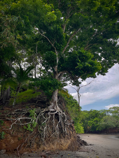 CLOSE UP: Exposed roots of a lush jungle tree growing on the edge of sandy beach CLOSE UP: Exposed roots of a lush jungle tree growing on edge of sandy beach. Green tropical tree that is incredibly resistant to soil erosion caused by heavy rainfall and changing ocean water levels. exposed tree roots stock pictures, royalty-free photos & images