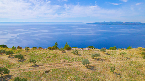 AERIAL: Breathtaking view of blue Adriatic Sea with islands in the distance above olive plantation on top of sunny island of Hvar. Beautiful agricultural field with olive trees on Croatian coastline.