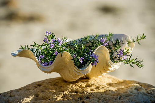 Image of wild oregano in clam shell on beach