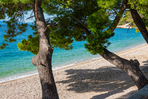 An empty pebble beach with a pleasant shade under the green crowns of pine trees. Magnificent shore on Croatian coastline with incredibly clear blue Adriatic Sea. Stunning summer tourist destination.