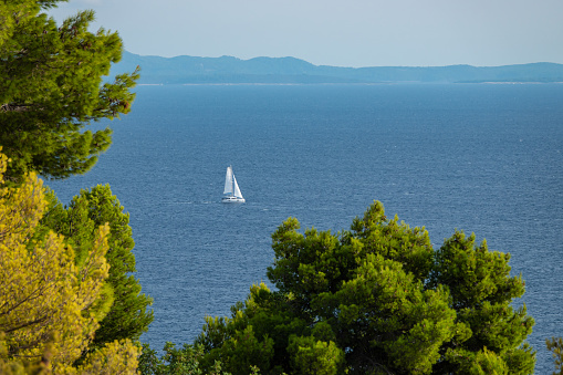 View over lush green pine trees towards sailboat sailing on the Adriatic Sea. Beautiful sea routes between picturesque Croatian Islands and along majestic mountainous coastline of sunny Dalmatia.