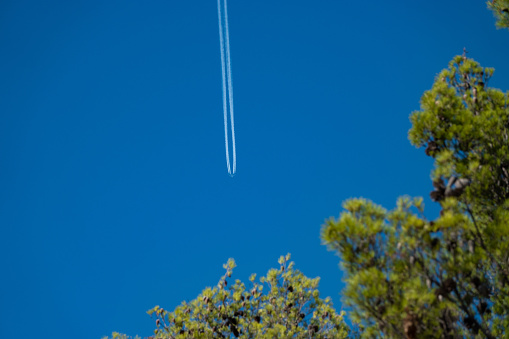 BOTTOM UP: An airplane flies high in the sky, leaving behind condensation trails. View of a flying aircraft through branches of green pine tree. Modern means of air travelling and transportation.