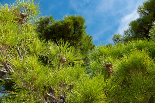 istock Vibrant green needles lushly growing on pine tree under warm Mediterranean sun 1890586106