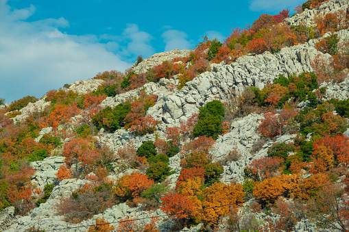 AERIAL: Striking colors of autumn season spreading along rugged rocky landscape. Mediterranean greenery glowing in vivid shades of fall among steep craggy terrain. Beautiful scenery at Adriatic coast.