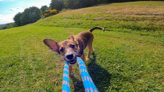 POV, CLOSE UP: Cute mixed breed puppy bonding with owner in a game of tug of war. Lively young doggy pulling and grabbing rope during play. Energetic and adorable doggy at playtime in green garden.