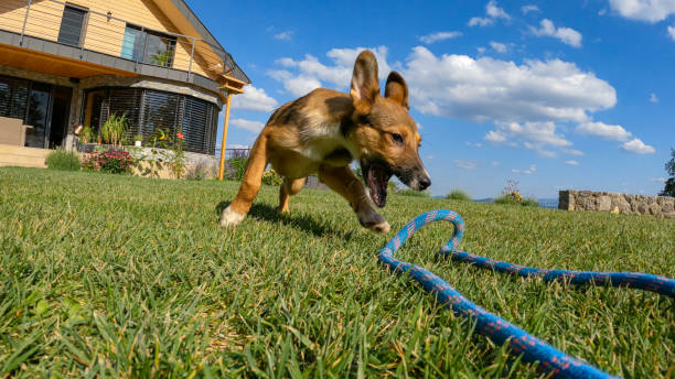 istock POV: Adorable brown puppy chasing blue rope while playing with owner in garden 1890592026